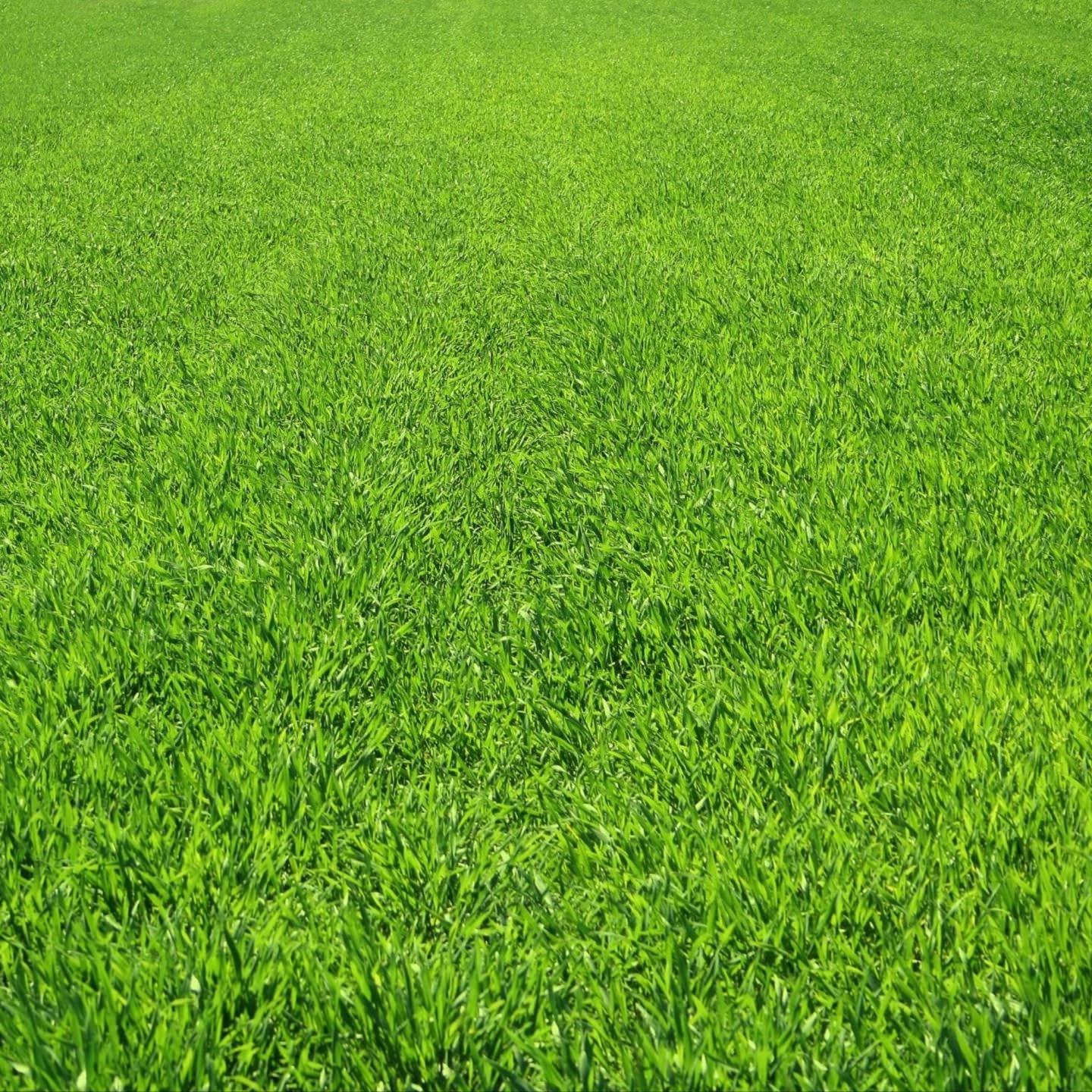 Detail Gambar Pemandangan Rumput Hijau Nomer 30
