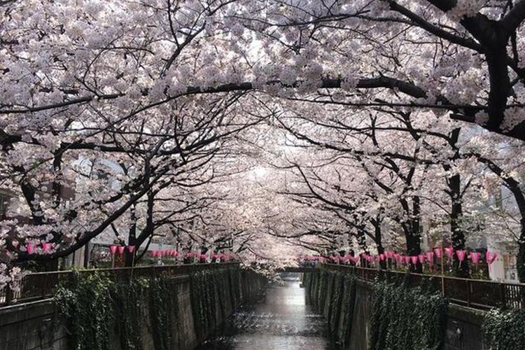Detail Gambar Pemandangan Sakura Nomer 10