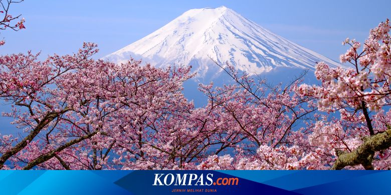 Download Gambar Pemandangan Sakura Nomer 14