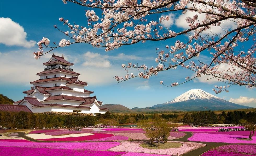 Detail Gambar Pemandangan Sakura Nomer 4