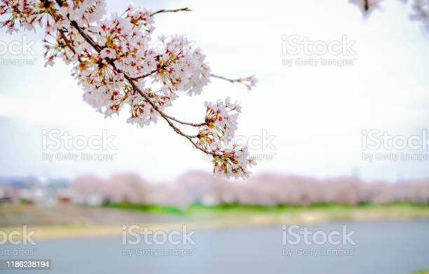 Detail Gambar Pemandangan Sakura Nomer 26