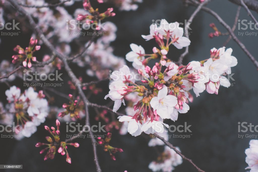 Detail Gambar Pemandangan Sakura Nomer 33