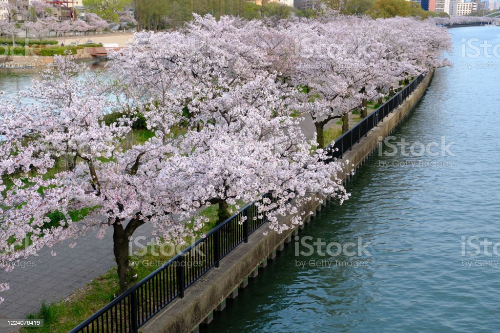Detail Gambar Pemandangan Sakura Nomer 34