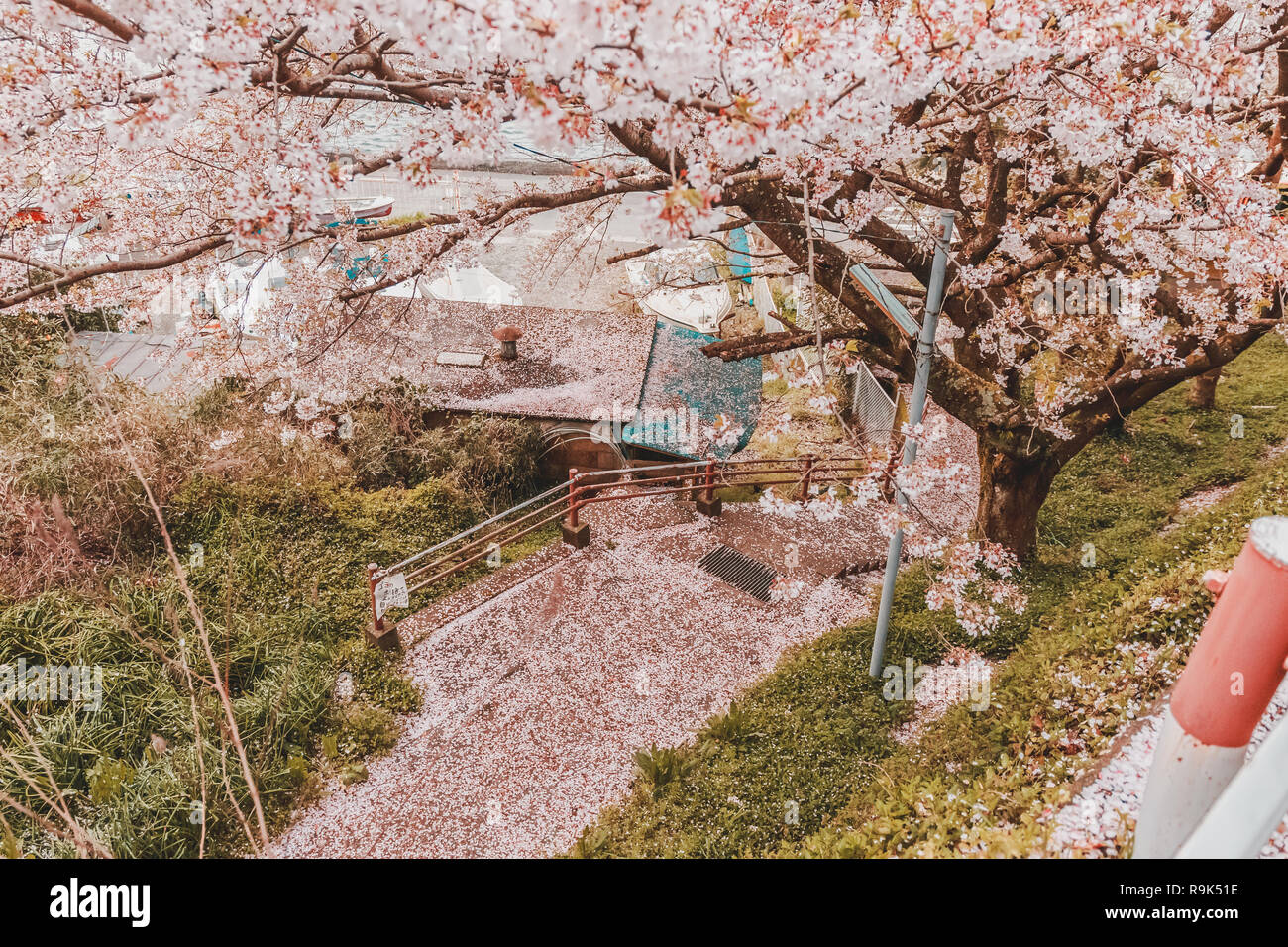 Detail Gambar Pemandangan Sakura Nomer 38