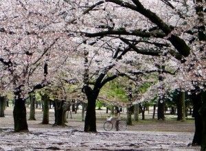 Detail Gambar Pemandangan Sakura Nomer 7