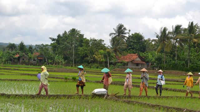 Detail Gambar Pemandangan Sawah Dan Petani Nomer 28