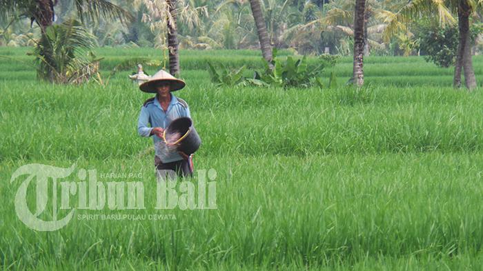 Detail Gambar Pemandangan Sawah Dan Petani Nomer 35