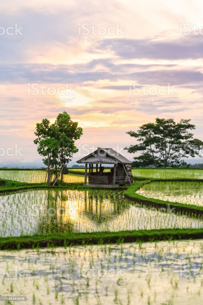 Detail Gambar Pemandangan Sawah Dan Petani Nomer 41