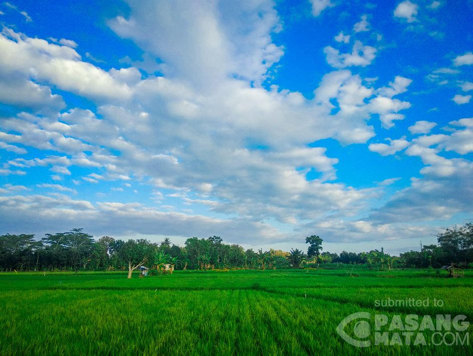 Detail Gambar Pemandangan Sawah Di Pagi Hari Nomer 11