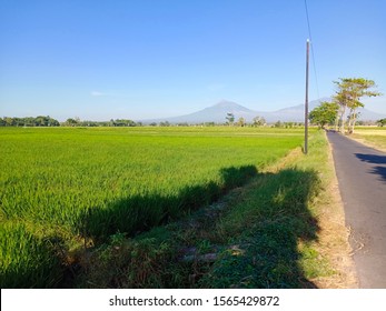 Detail Gambar Pemandangan Sawah Di Pagi Hari Nomer 17