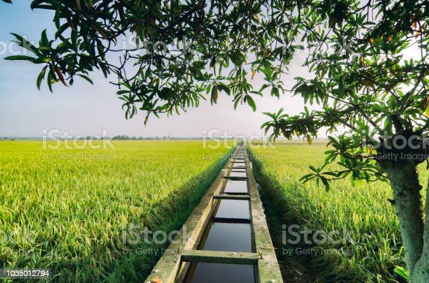 Detail Gambar Pemandangan Sawah Di Pagi Hari Nomer 32