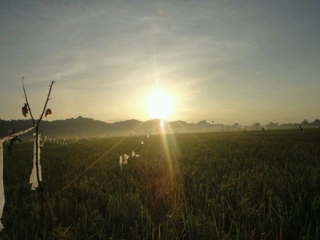 Detail Gambar Pemandangan Sawah Di Pagi Hari Nomer 35