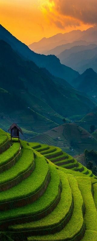 Detail Gambar Pemandangan Sawah Di Pagi Hari Nomer 36