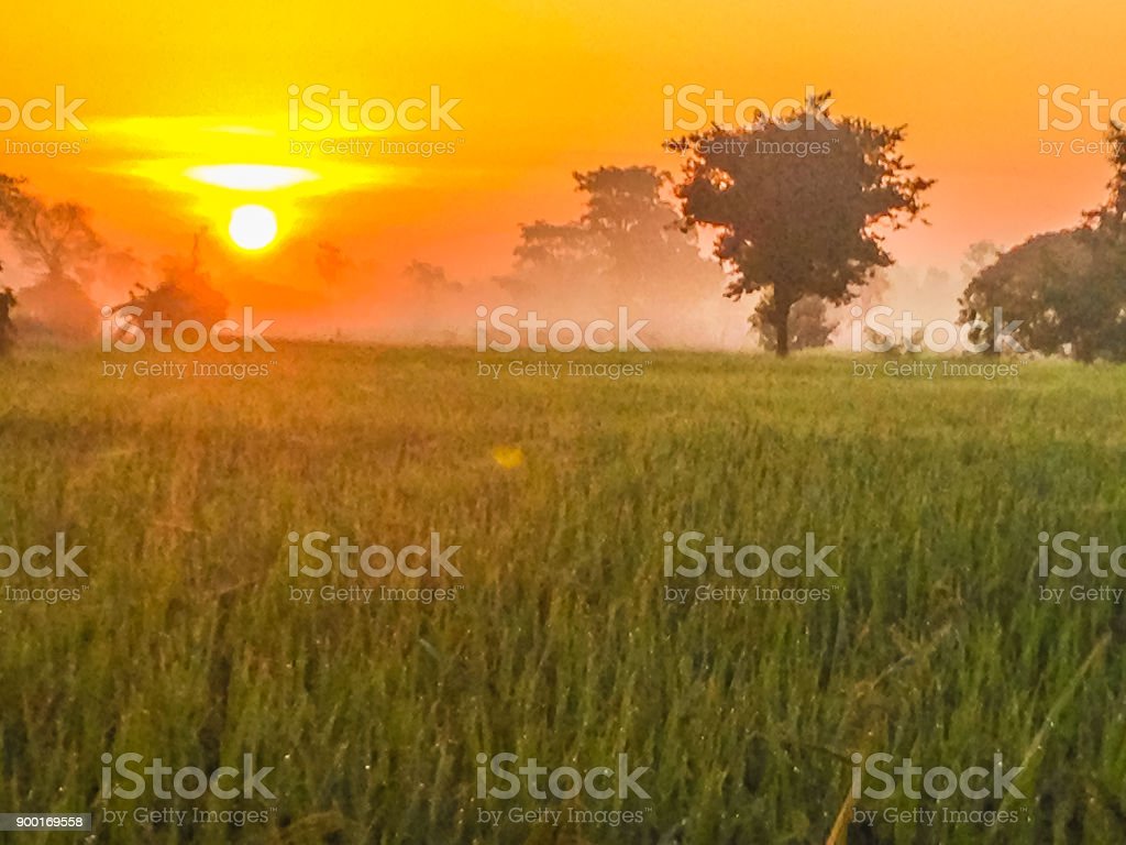 Detail Gambar Pemandangan Sawah Di Pagi Hari Nomer 48