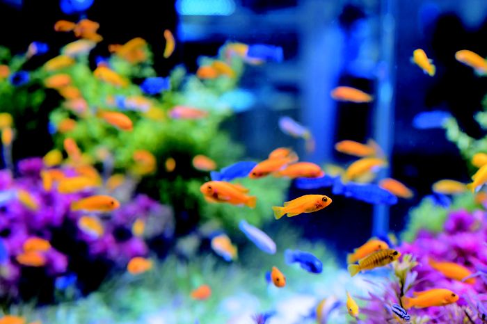 Detail Gambar Pemandangan Untuk Aquarium Nomer 28