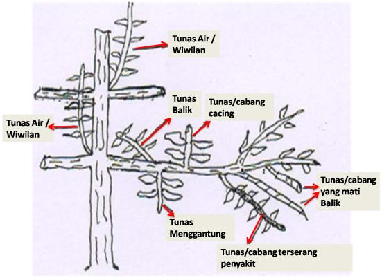 Detail Gambar Pemangkasan Pemeliharaan Nomer 18