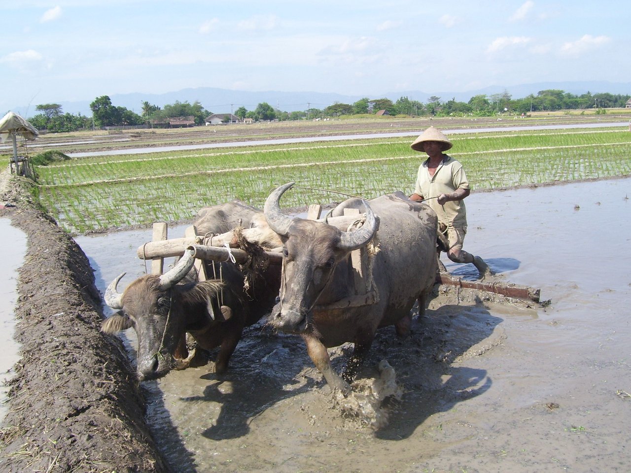 Detail Gambar Pembajak Sawah Modern Nomer 22