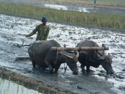 Detail Gambar Pembajak Sawah Tradisional Nomer 11