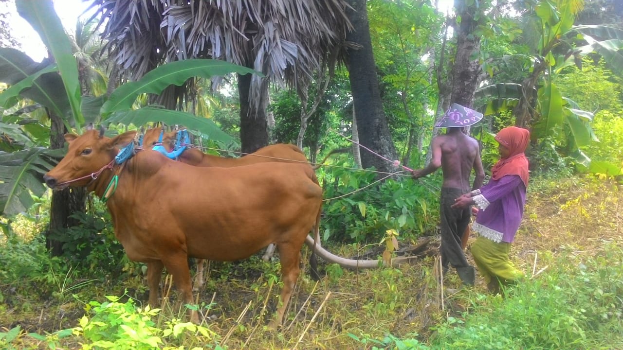 Detail Gambar Pembajak Sawah Tradisional Nomer 14