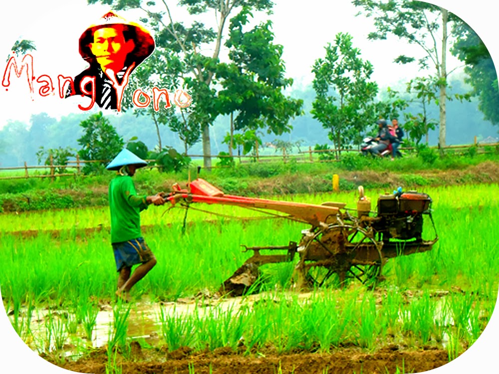 Detail Gambar Pembajak Sawah Tradisional Nomer 21