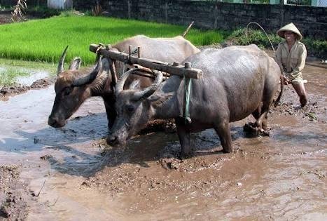 Detail Gambar Pembajak Sawah Tradisional Nomer 3