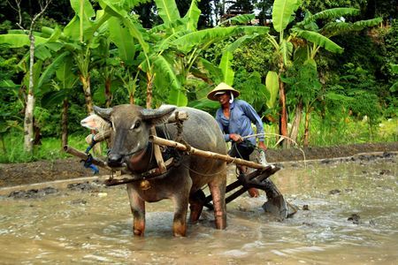 Detail Gambar Pembajak Sawah Tradisional Nomer 25