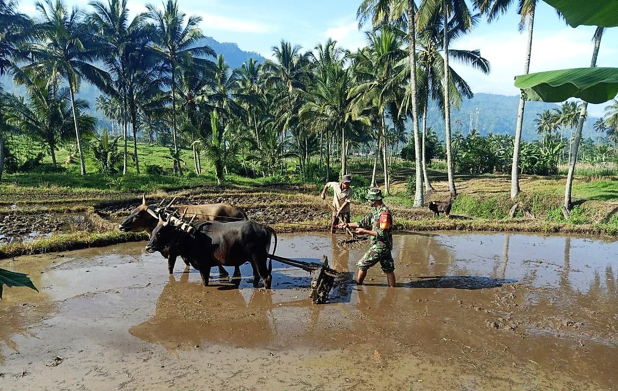 Detail Gambar Pembajak Sawah Tradisional Nomer 32