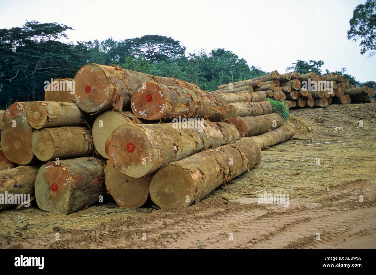 Detail Gambar Pembalakan Haram Nomer 42