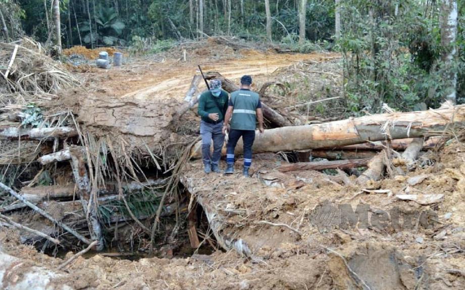 Detail Gambar Pembalakan Haram Nomer 5