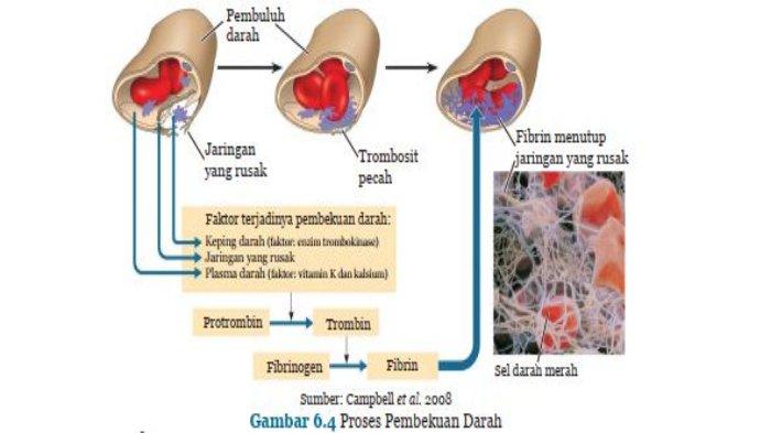 Detail Gambar Pembekuan Darah Nomer 2