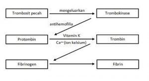 Detail Gambar Pembekuan Darah Nomer 13