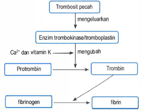 Detail Gambar Pembekuan Darah Nomer 16