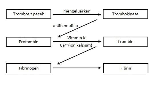 Detail Gambar Pembekuan Darah Nomer 17