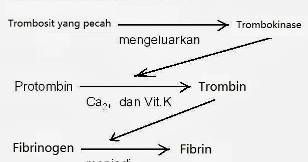 Detail Gambar Pembekuan Darah Nomer 21