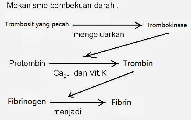 Detail Gambar Pembekuan Darah Nomer 30