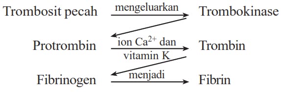 Detail Gambar Pembekuan Darah Nomer 45