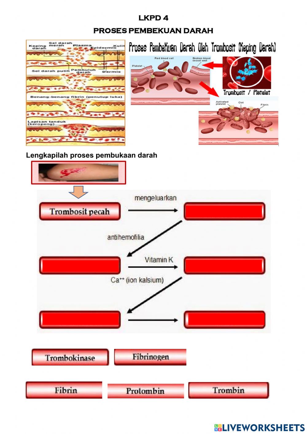 Detail Gambar Pembekuan Darah Nomer 10