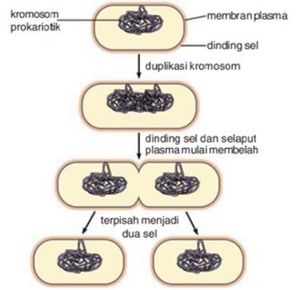 Gambar Pembelahan Amitosis - KibrisPDR