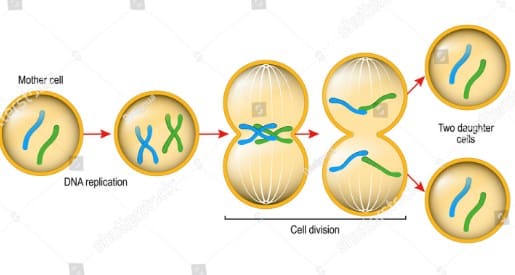 Detail Gambar Pembelahan Amitosis Nomer 25