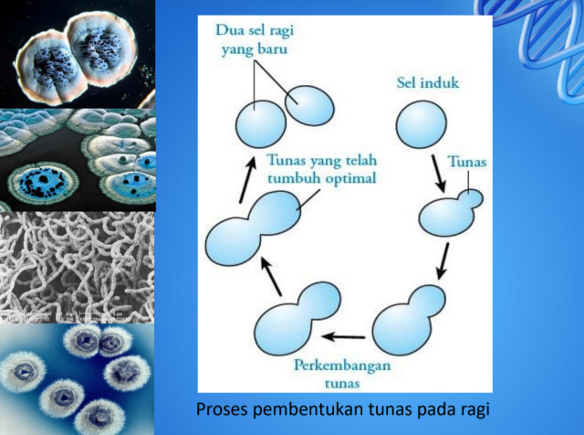 Detail Gambar Pembelahan Amitosis Nomer 26