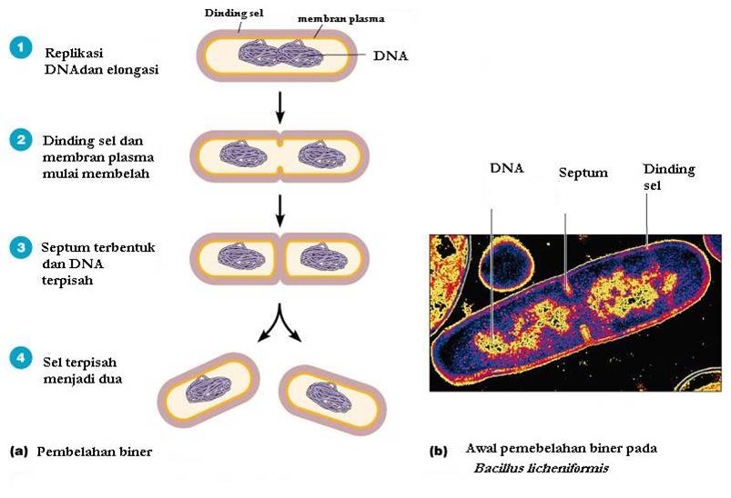 Detail Gambar Pembelahan Amitosis Nomer 4