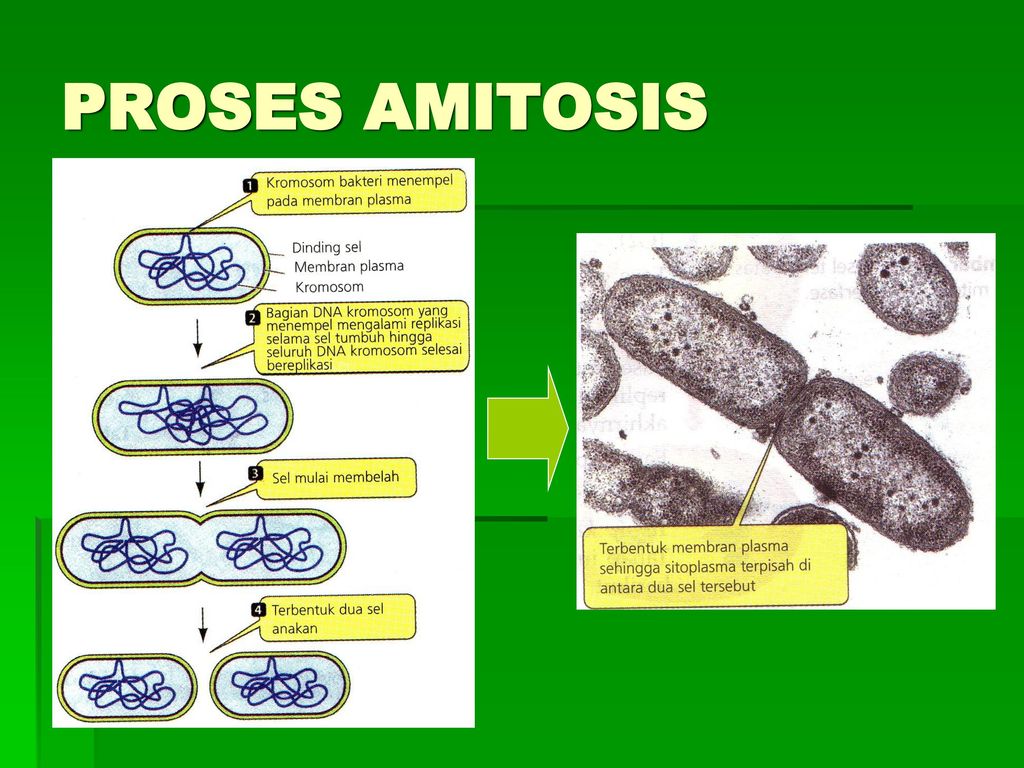 Detail Gambar Pembelahan Amitosis Nomer 29