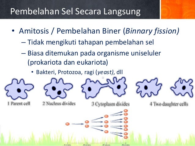 Detail Gambar Pembelahan Amitosis Nomer 33