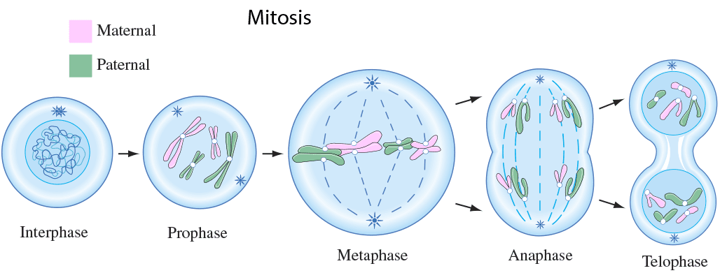 Detail Gambar Pembelahan Amitosis Nomer 36