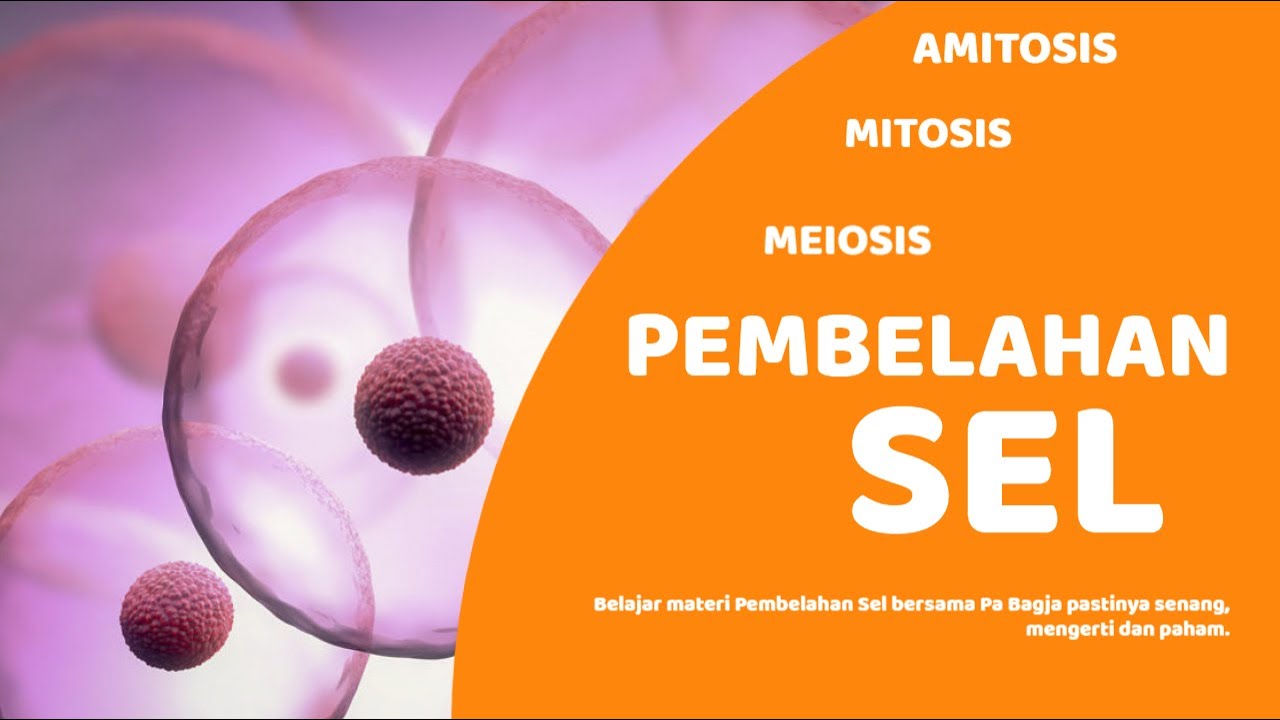 Detail Gambar Pembelahan Amitosis Nomer 37