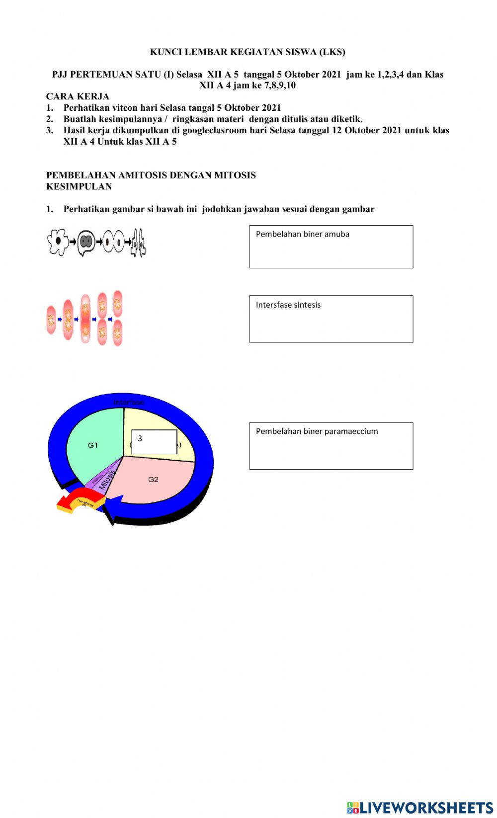 Detail Gambar Pembelahan Amitosis Nomer 41