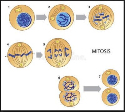 Detail Gambar Pembelahan Amitosis Nomer 47