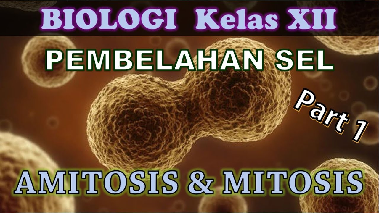 Detail Gambar Pembelahan Amitosis Nomer 49