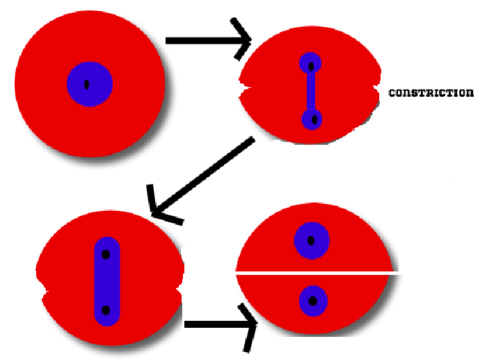 Detail Gambar Pembelahan Amitosis Nomer 8