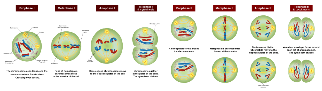 Detail Gambar Pembelahan Meiosis 1 Nomer 11